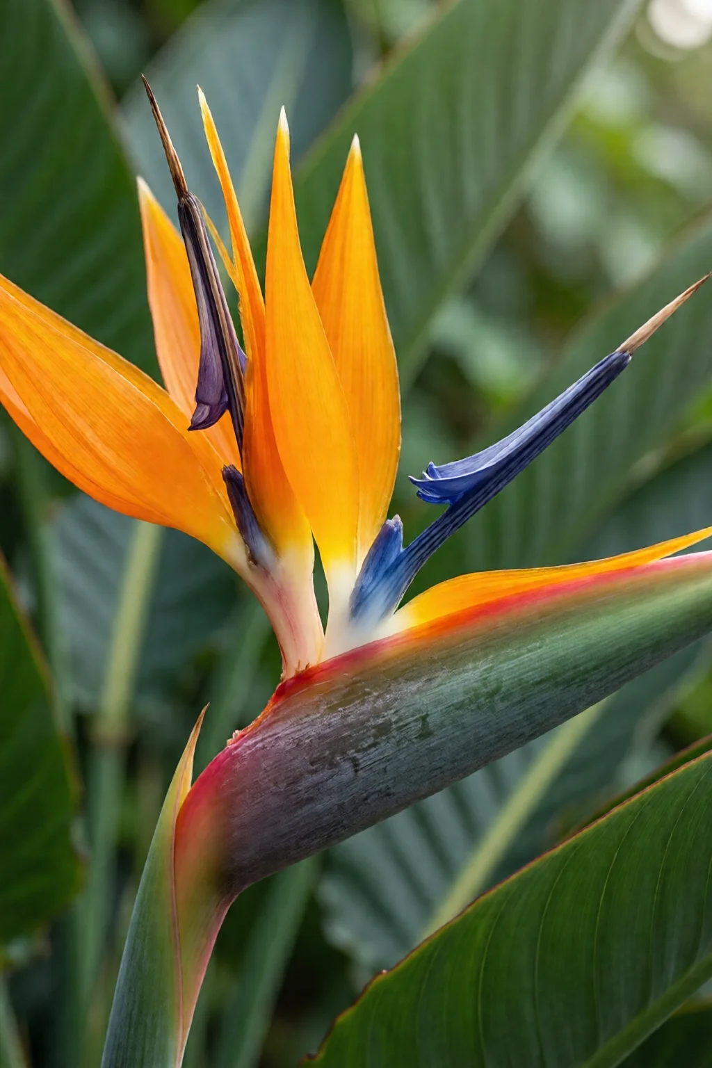 bird of paradise plant indoor care